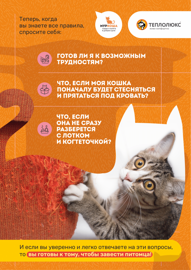 Полезный гайд для каждого обладателя кошки-8.png